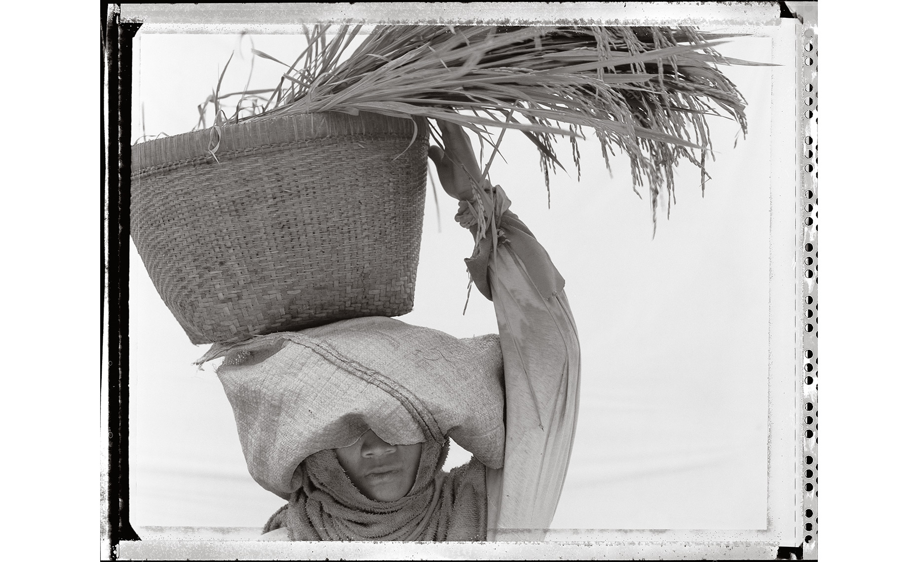 Rice-Head.jpg