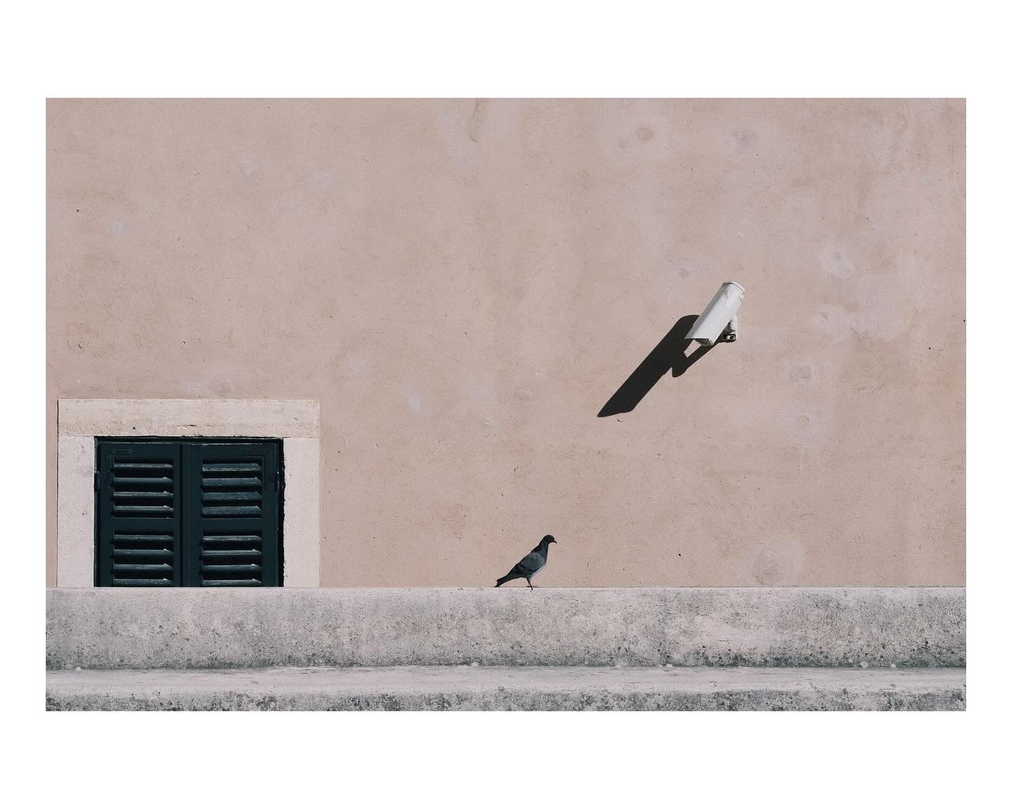 Free as a Bird - Dubrovnik 10/24 #streetphotography #photography #fuji_street #fujifilm_xseries #xt30 #travelphotography #pidgeon #50mm