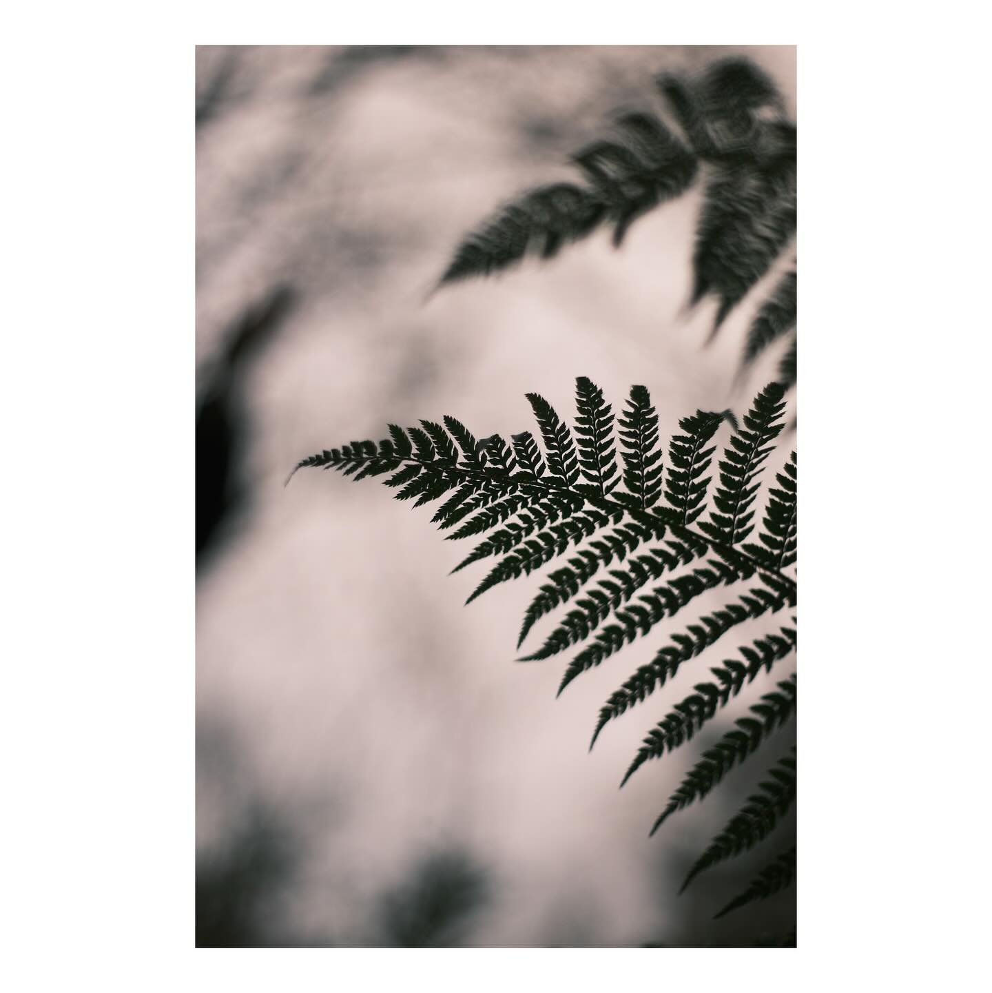 Fractals - Dec 2023
#nature #photography #depthoffield #fujifilm #xt30 #fujiflmxt30 #detail