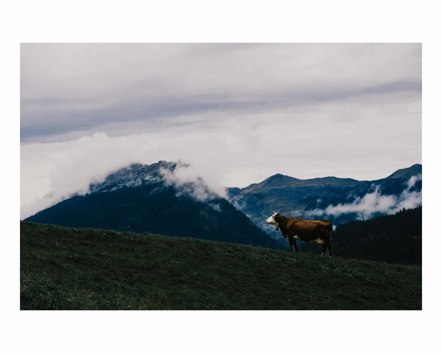 Livestock Landscapes - Alps vs South Downs #photographer #photography #landscapephotography #fujifilm #fujifilm_xseries #xt30 #cow #sheep