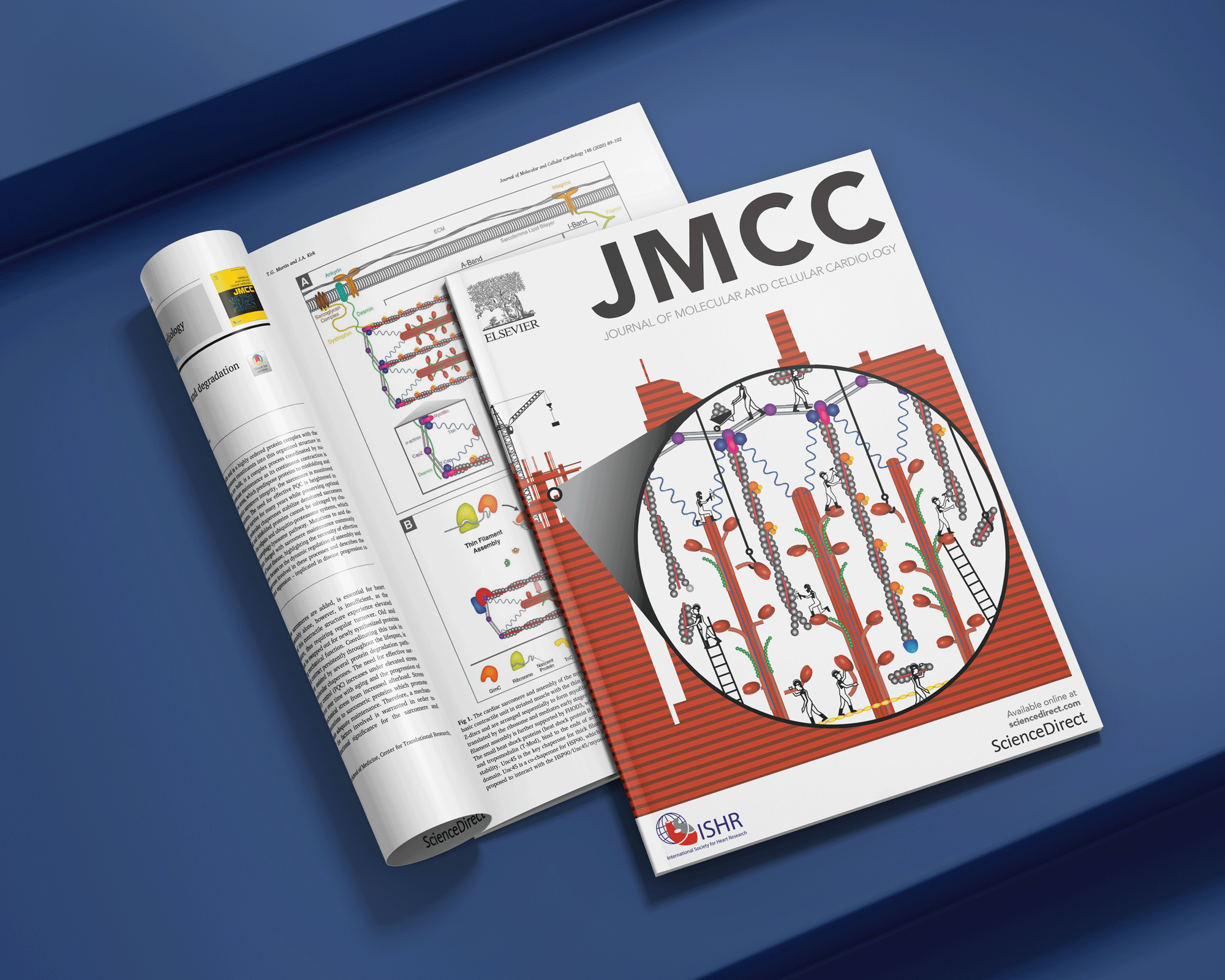 Cover Art on November 2020 issue of JMCC (Journal of Molecular and Cellular Cardiology) 