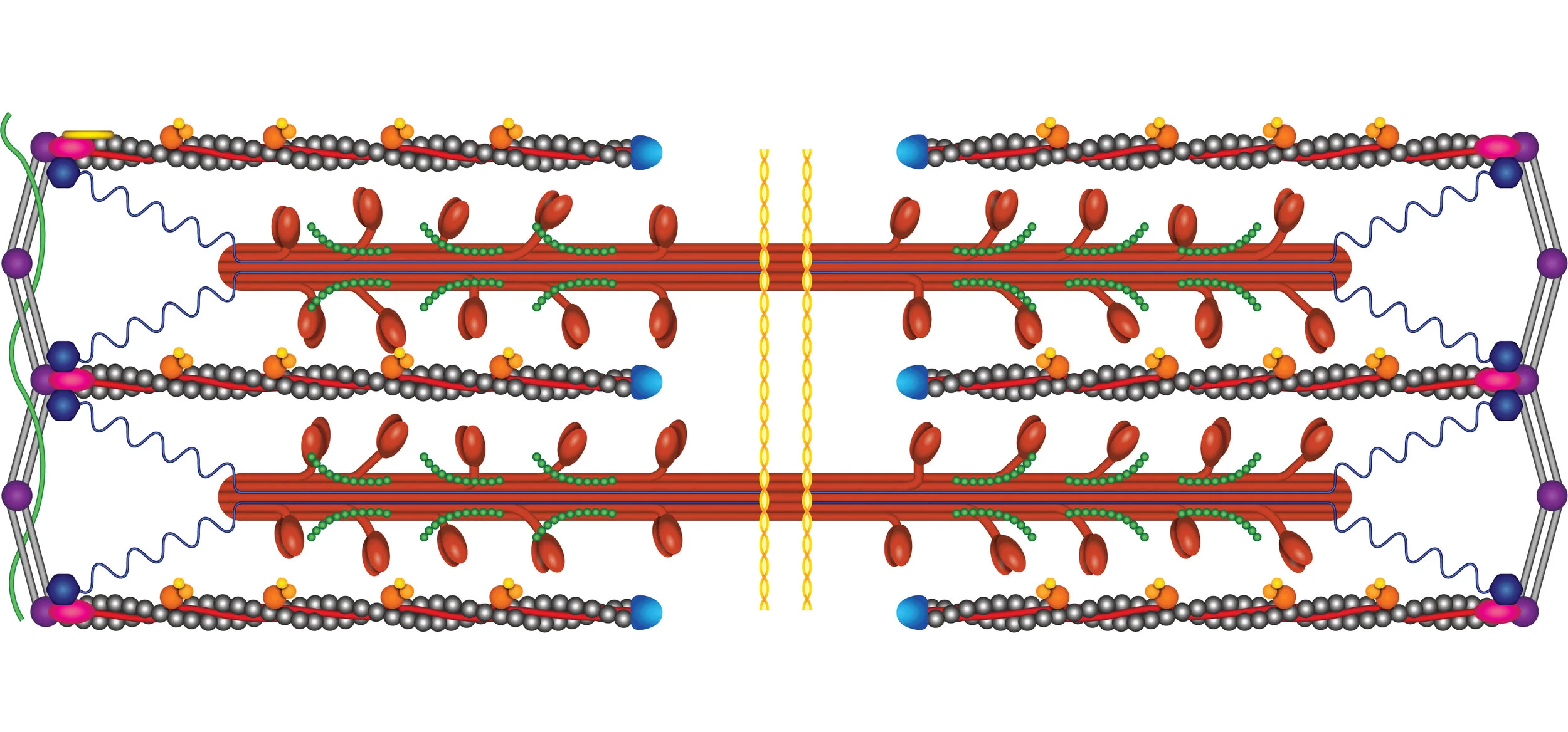 The Sarcomere