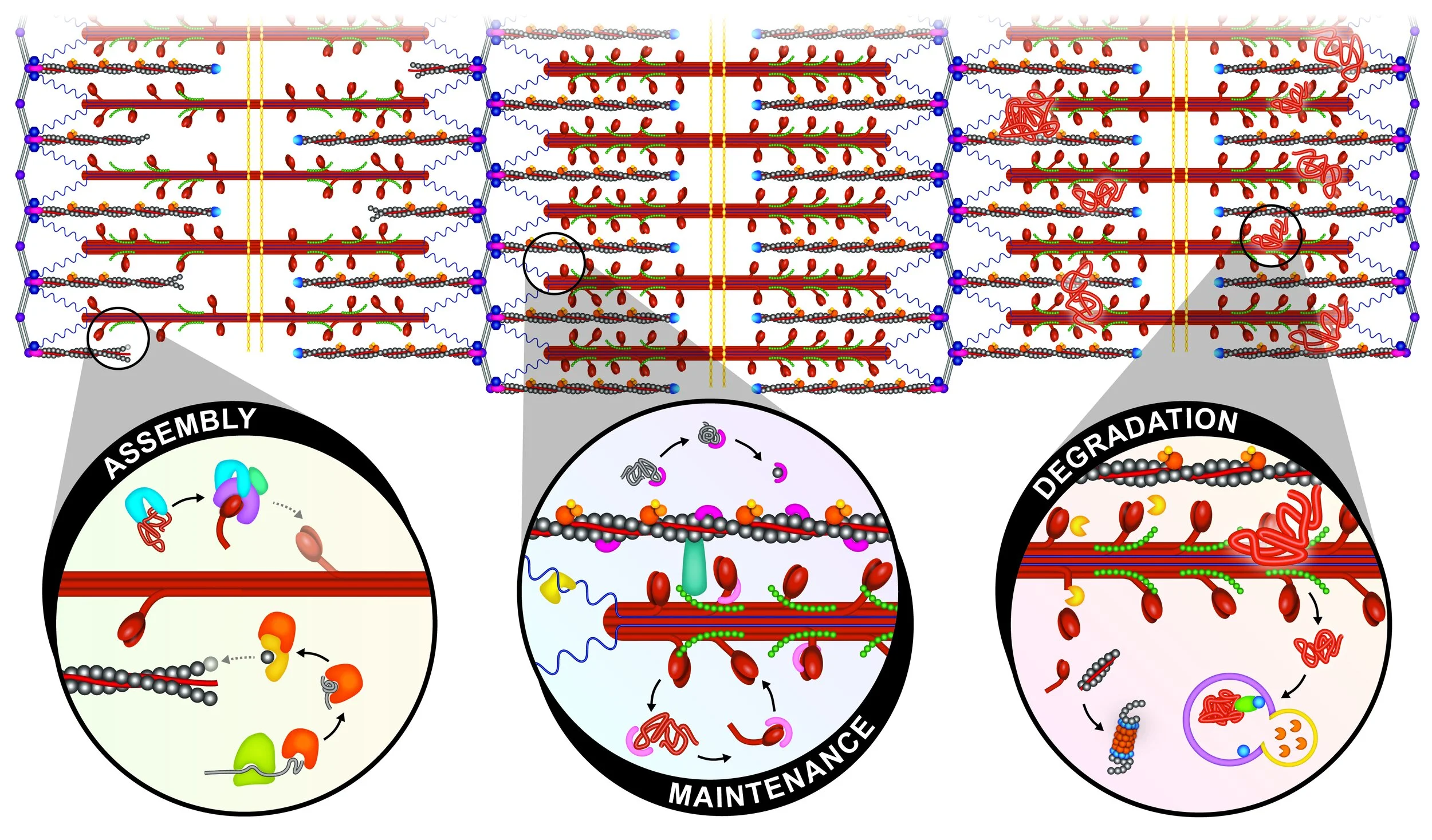 Protein Turnover in the Sarcomere