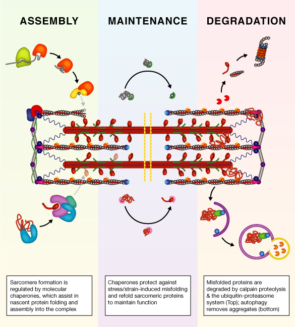 Graphical Abstract for JMCC Article