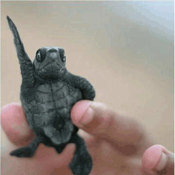 volunteerwithbyaturtle.gif