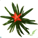 Guzmania (Pink and White) Apache.jpg