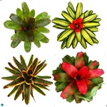 Neoregelia Assorted.jpg