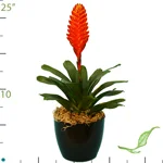Vriesea Hybrid 2.jpg