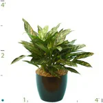 Aglaonema Green Lady..jpg
