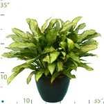 Aglaonema Jewel-of-India.jpg