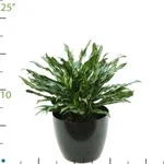 Aglaonema Juliette.jpg