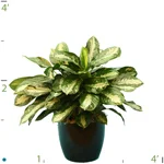 Aglaonema Key Largo.jpg