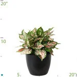 Aglaonema Lady Valentine.jpg