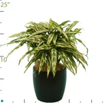 Aglaonema Lilliput.jpg