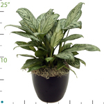 Aglaonema Maria Christina.jpg