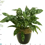 Aglaonema Maria.jpg
