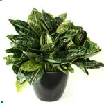 Aglaonema Pink Jade.jpg