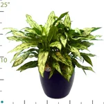 Aglaonema Romeo.jpg