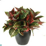 Aglaonema Ruby Sunset.jpg