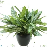 Aglaonema Silver Queen.jpg