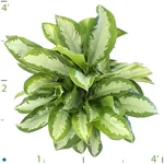 Agloanema Diamond Bay..jpg