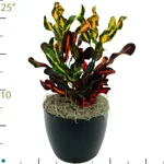Croton Mamey.jpg