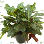 Croton Oakleaf.jpg