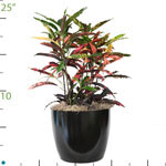 Croton Pie Crust.jpg