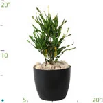 Croton Twist n Point.jpg