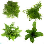 Fern Assorted.jpg