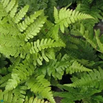 Fern Autumn.jpg
