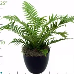 Fern Blechnum Silver-Lady.jpg