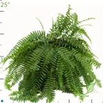 Fern Boston.jpg