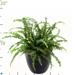 Fern Button Lemon.jpg