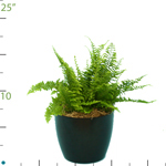 Fern Fluffy Ruffle.jpg