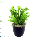 Fern Green Flame.jpg