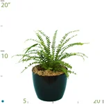 Fern Lemon Button.jpg