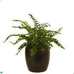 Fern Tsusimens.jpg