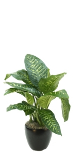 Dieffenbachia Alex.jpg