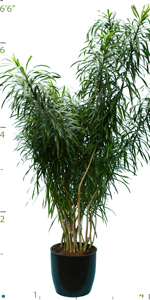 Dracaena Anita Character Branch.jpg