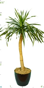 Dracaena Arborea 05-6'.jpg