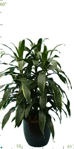 Dracaena Carmen.jpg