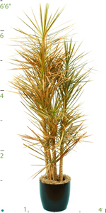 Dracaena Colorama Tips 5-6'.jpg