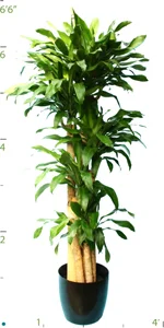 Dracaena Fragrans Mass Cane Set (florida).jpg