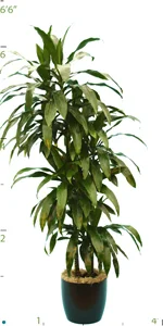 Dracaena Janet-Craig CC 06-7'.jpg