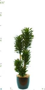 Dracaena JC Compacta 05-6'.jpg