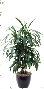 Dracaena Lisa CC 03-4'.jpg