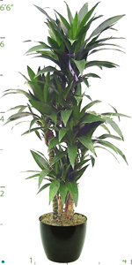 Dracaena Lisa CC 07-9'.jpg