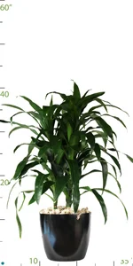 Dracaena Lisa Tips 04-5'.jpg