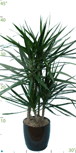 Dracaena Marginata 3-4'.jpg
